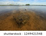 Crab Trap With Blue Crab In The ...