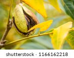Single Pecan Nut Inside Husk...