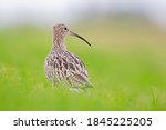 A Portrait Of A Curlew Resting...