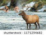 A Bull Elk Stands In The Water...