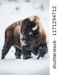 Small photo of An American Bison holds steadfast on a blustery winter day inside Yellowstone National Park