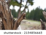 Picturesque Driftwood On The...