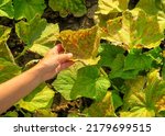 Small photo of dry yellow spoiled leaves of cucumbers. cucumber disease, pest problem, cucumber cultivation concept