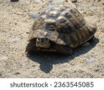 Small photo of Hermann's Tortoise. Hermann's tortoises are small to medium-sized tortoises from southern Europe.