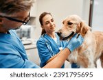 Small photo of Veterinarians doctors in blue uniforms conduct a routine examination of a dog on a table in a modern office of a veterinary clinic. Treatment and vaccination of pets.