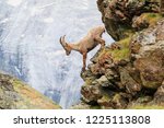 An Alpine Goat Descends A Cliff ...