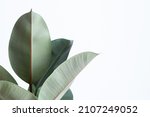 Big green leaves isolated on white background with copy space; modern plant background; ficus robusta; minimalistic; backdrop