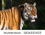 Closeup Of A Tiger Starring