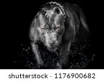 Pitbull Bully Dog black Background yellow eyes 