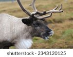 Reindeer walks through a large pasture in Scotland near Glenmore. deer are looking for and eating the last green grass, which will soon 