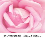 Gently Pink Rose Flowers ...