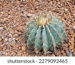 Small photo of Cactus Ferocactus Glaucescens ,Glaucous Barrel cactus ,Ferokaktus sinewy ,Blue barrel cactus in family Cactaceae ,Biznaga Barril Azul ,Caryophyllales and is endemic to east-central Mexico