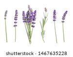 Lavender Lavandula Flowers And...