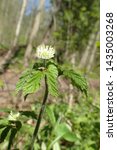 Small photo of Vertical profile of wild Goldenseal (Hydrastis canadensis) showing leaves and flower in spring forest