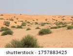 Small photo of Arid desert landscape; desert sand dunes, with native drought-resistant green vegetation in the Middle East - north of the Tropic of Cancer - where summer temperature hits 55 Celsius (130 Fahrenheit).