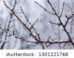 Snow-covered tree branch, close-up, blurred background. Frozen in the ice tree branches. Frozen tree branch in winter. 