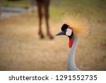 Crowned Crane  In  The  Forest