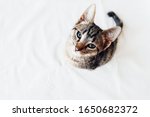 Small photo of Young European Shorthair cat with kinked tail sitting on white background, top view. Space for text. Mackerel tabby coat color. Cute little kitten looking up.
