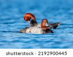 Two Redhead Ducks In A Lake Of...