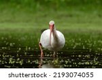 White Ibis Standing In A Pond...