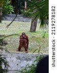 Orangutans  Orang Utans  In A...