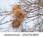 Small photo of weavers nest, weaverbirds nest, weaver finches nest or bishops nest (Ploceidae) Zambezi River, Zimbabwe