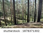 Small photo of An example of geotropism on the trunks of pine trees located on the slope of a ridge near St. Petersburg