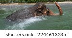 old elephant playing in the water inside Koh Samui
