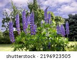 Blue And White Lupin Or Lupinus ...