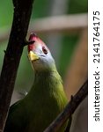 A Red Crested Turaco  Tauraco...