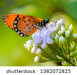 The Tawny Coster  Acraea...