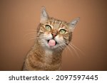 naughty cat sticking out tongue. light brown tabby kitty with green eyes making funny face on brown background looking at camera