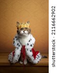 cute cat wearing king costume and crown looking majestic and royal with copy space