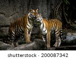 Sumatran Tiger Cubs image - Free stock photo - Public Domain photo - CC0 Images