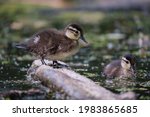Young Wood Duck Duckling...
