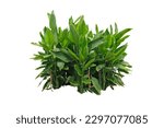 Tropical bush   turmeric plant...