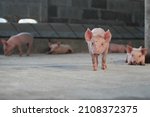 Piglet  Pink Little Young Pig ...