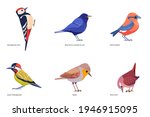 Set Of Birds Vector  Woodpecker ...