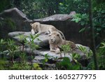 Small photo of lion in an animal breeding park