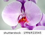 Close Up Phalaenopsis  ...