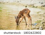 a fawn drinks water on the river Bank, Russia, Saratov region, Volga river