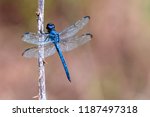 Blue Dragonfly  Libellula...