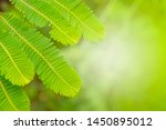closeup nature view of green... | Shutterstock . vector #1450895012