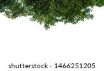 green tree leaves and branches... | Shutterstock . vector #1466251205