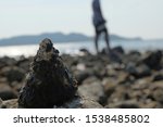 pebble stones on the shore... | Shutterstock . vector #1538485802