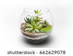Succulent arrangement in a glass vase (terrarium)