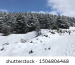 Snow Hike Among Cedar Trees