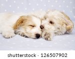 Two Sleepy Bichon Frise Cross...