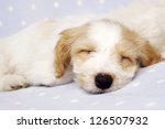 Sleepy Bichon Frise Cross Puppy ...