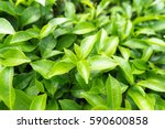 Green tea leaves in a tea plantation in morning